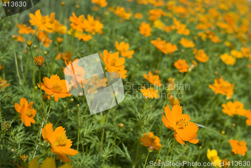 Image of Field with orange flowers