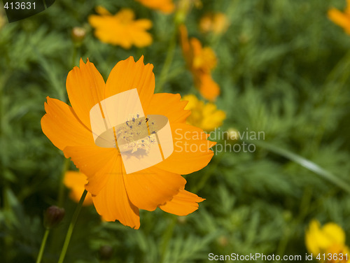 Image of Orange flower