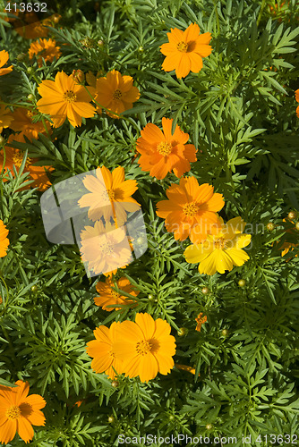 Image of Orange and yellow flowers