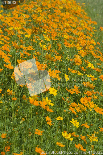 Image of Field with orange flowers