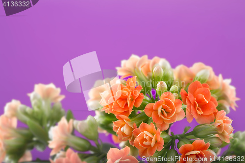 Image of  flowers of Kalanchoe. on a orange background.