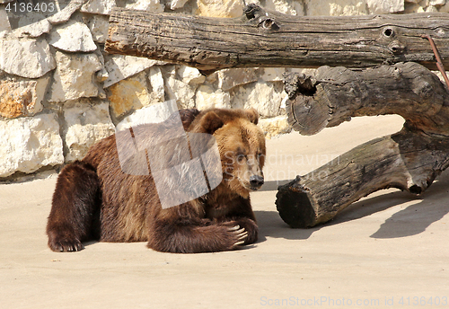 Image of Big Brown Bear sits on a rock.