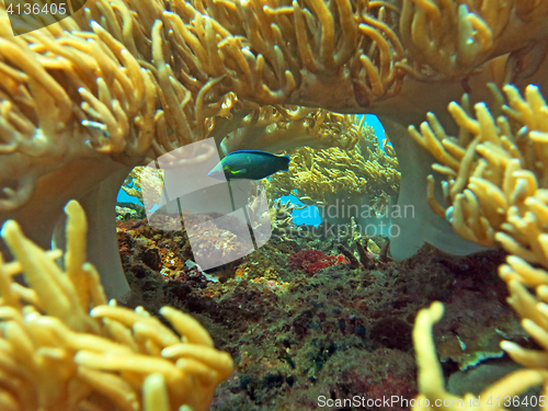 Image of Thriving  coral reef alive with marine life and shoals of fish, 