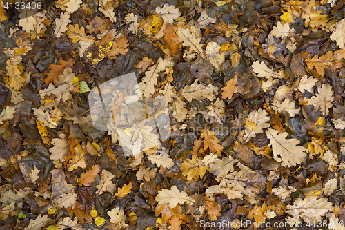 Image of Colorful and bright background made of fallen autumn leaves.