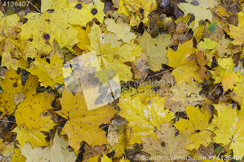 Image of Colorful and bright background made of fallen autumn leaves.