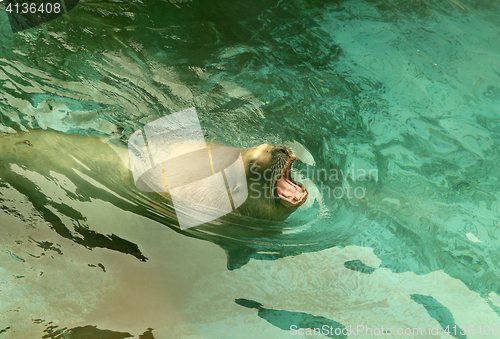 Image of Large sea lion swimming in the sea