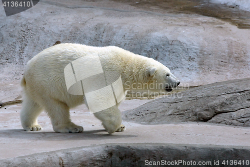 Image of Adult polar bear in the water