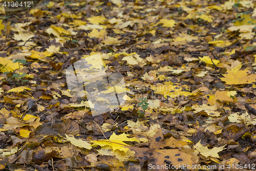 Image of Colorful and bright background made of fallen autumn leaves.