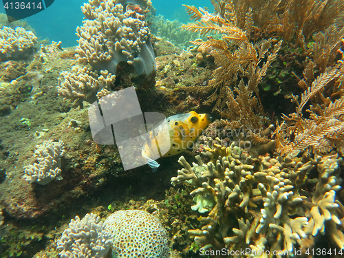 Image of Thriving  coral reef alive with marine life and shoals of fish, 