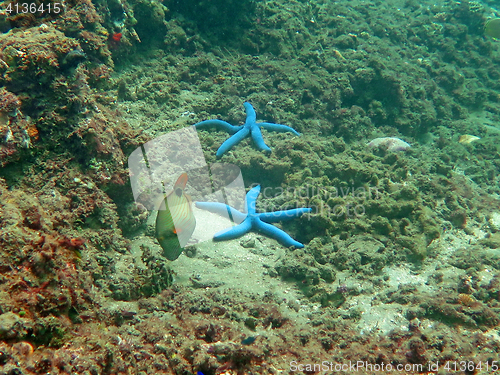 Image of Thriving  coral reef alive with marine life and shoals of fish, 