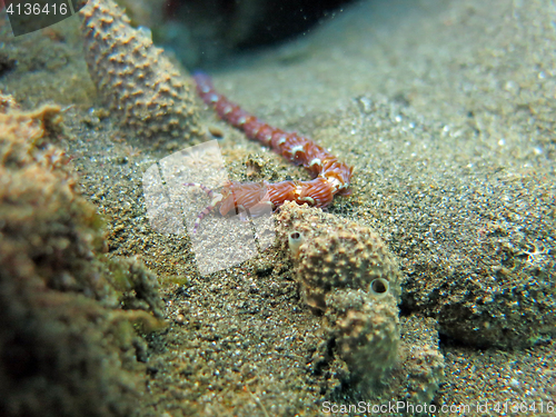 Image of Thriving  coral reef alive with marine life and shoals of fish, 