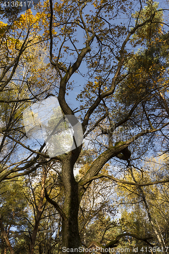 Image of Big autumn oak against the blue sky.