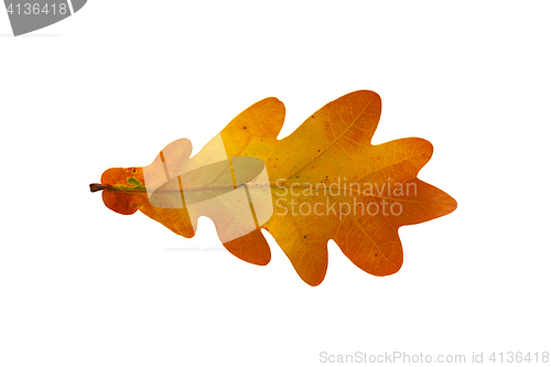 Image of Oak leaf isolated on white background