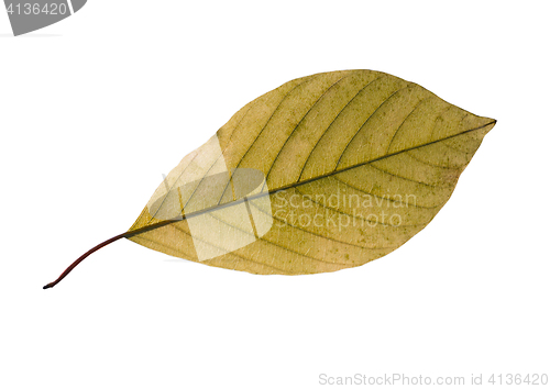 Image of birch leaf isolated on white background