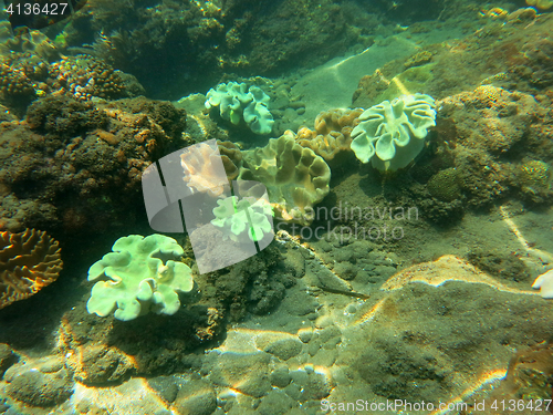 Image of Thriving  coral reef alive with marine life and shoals of fish, 