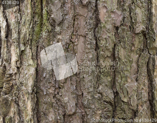 Image of The bark of pine tree, background.