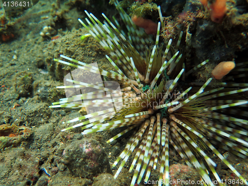 Image of Thriving  coral reef alive with marine life and shoals of fish, 