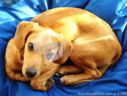 Image of doggy on blue