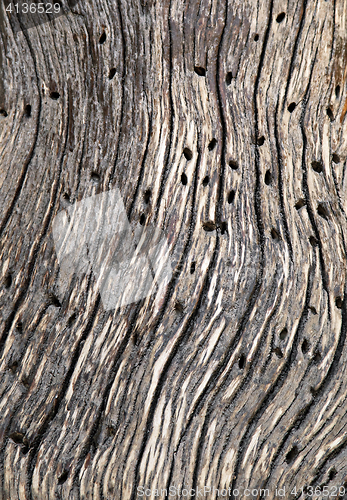 Image of Abstract cracked wood