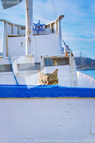 Image of Cat On Board