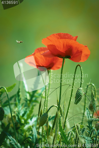 Image of Two Poppy Flowers