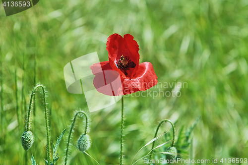 Image of Red Poppy Flower