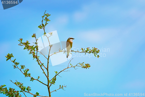 Image of Red-backed Shrike (Lanius Collurio)