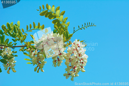 Image of Acacia Branch over Blue