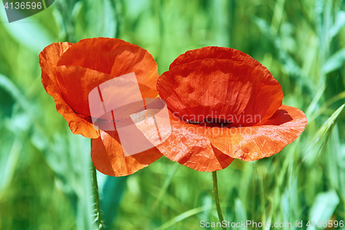 Image of Poppy Flowers