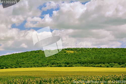 Image of Sunflowers Field in Bulgaria