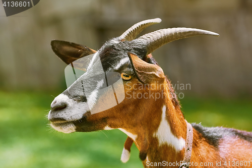 Image of Portrait of Nanny Goat