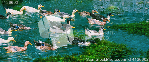 Image of Ducks Swimming Down the River