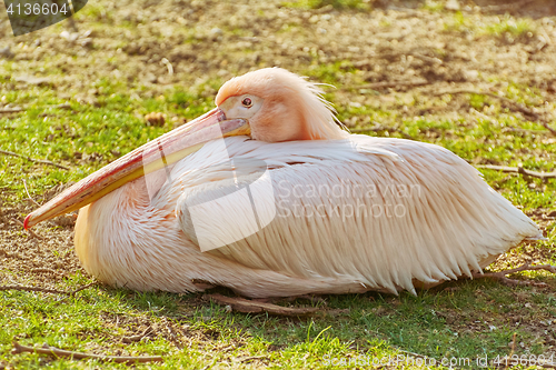 Image of Great White Pelican