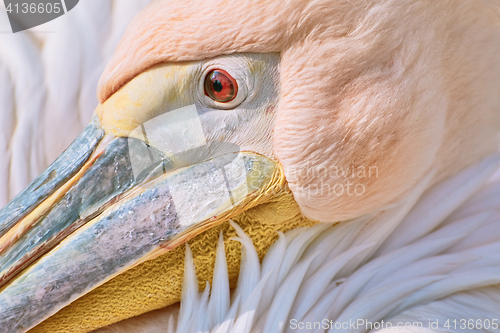 Image of Portrait of Pelican