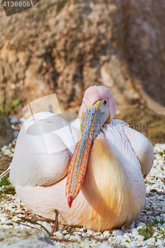 Image of Great White Pelican