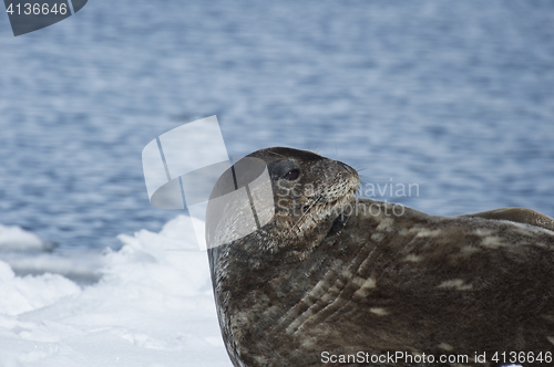 Image of Weddell Seal laying on the ice