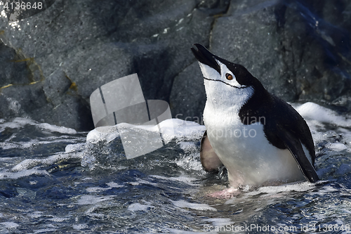 Image of Chinstarp Penguin in the water