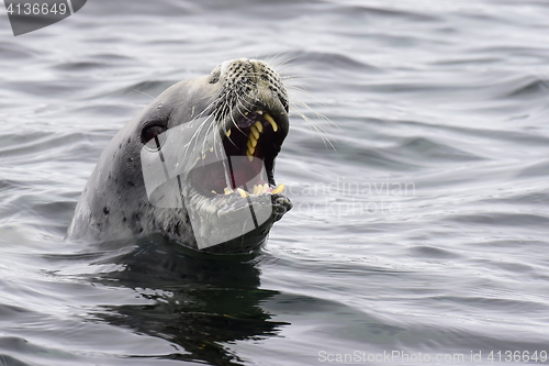 Image of Crabeater seals in the water