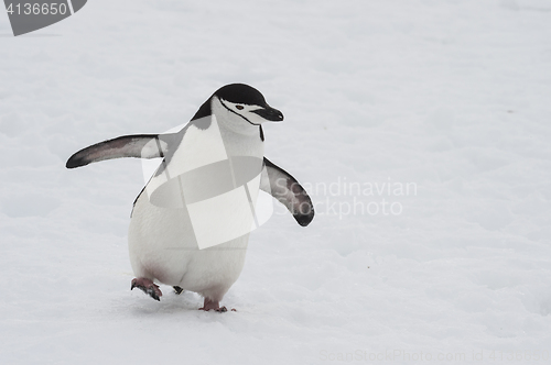 Image of Chinstarp Penguin on the snow
