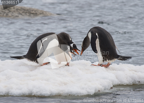 Image of Gentoo Penguin on the ice