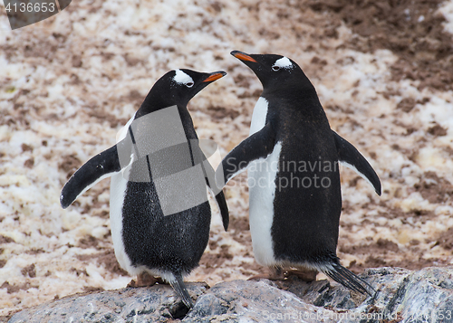 Image of Gentoo Penguin on the rock