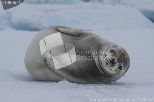 Image of Crabeatre Seal laying on the ice