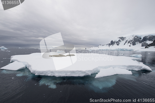 Image of Crabeater Seal on the iceberg