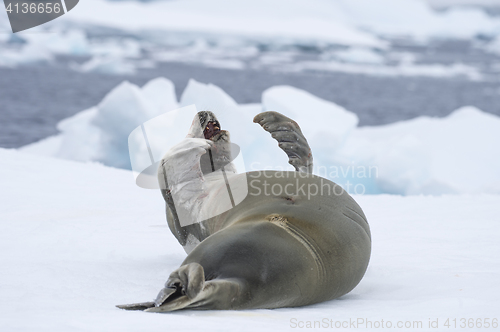 Image of Crabeatre Seal laying on the ice