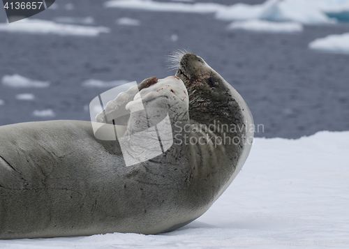 Image of Crabeatre Seal laying on the ice