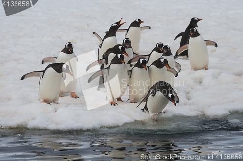 Image of Gentoo Penguins on the ice