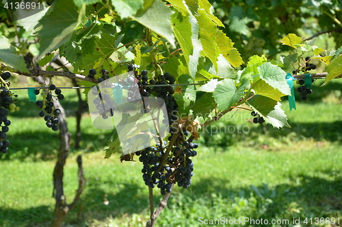 Image of Mountain vineyard