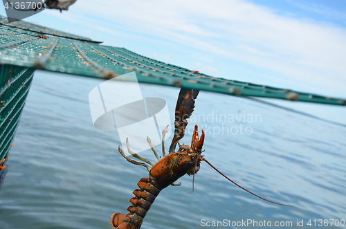 Image of Hanging on