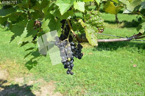 Image of On the vine