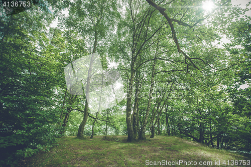 Image of Birch trees in a forest